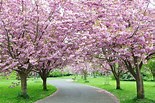 Tamaño de Resultado de imágenes de Spring Blooming Flowers.: 155 x 103. Fuente: proflowerlover.blogspot.com