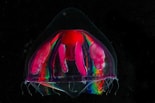 Image result for "tetrorchis Erythrogaster". Size: 155 x 103. Source: biolum.eemb.ucsb.edu