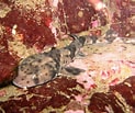"schroederichthys Chilensis" ಗಾಗಿ ಇಮೇಜ್ ಫಲಿತಾಂಶ. ಗಾತ್ರ: 123 x 103. ಮೂಲ: www.inaturalist.org