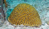 Image result for Diploria labyrinthiformis. Size: 171 x 103. Source: www.marinelifephotography.com