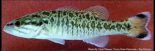 Image result for Micropterus floridanus. Size: 309 x 103. Source: txstate.fishesoftexas.org