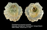 Afbeeldingsresultaten voor "pododesmus Squama". Grootte: 159 x 103. Bron: www.nmr-pics.nl