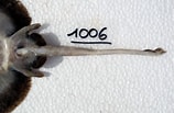 Image result for Neoraja caerulea Geslacht. Size: 158 x 103. Source: shark-references.com