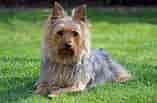 Image result for Australian Silky Terrier Temperament. Size: 157 x 103. Source: www.petpaw.com.au