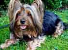 Image result for Australian Silky Terrier Temperament. Size: 141 x 103. Source: www.petpaw.com.au