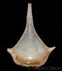 Image result for "diacria Rampali". Size: 91 x 103. Source: www.gastropods.com