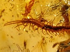 Résultat d’image pour Scolopendre fossile. Taille: 137 x 103. Source: www.pinterest.com