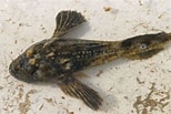 Image result for Fourhorn Sculpin. Size: 154 x 103. Source: alchetron.com