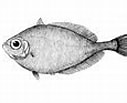 Image result for "grammicolepis Brachiusculus". Size: 127 x 93. Source: fishesofaustralia.net.au