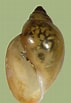 Image result for "euchaeta Acuta". Size: 71 x 103. Source: www.fwgna.org