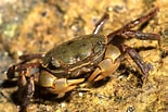 Image result for "grapsus Albolineatus". Size: 155 x 103. Source: www.ryanphotographic.com