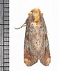 Image result for "actaeodes Hirsutissimus". Size: 85 x 103. Source: animaldiversity.org