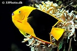Image result for "holacanthus Tricolor". Size: 155 x 103. Source: reefapp.net
