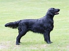 Bilderesultat for Flat Coated Retriever Opprinnelse. Størrelse: 138 x 103. Kilde: welpen.vdh.de