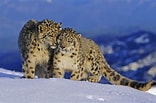 Résultat d’image pour Snow Leopards. Taille: 156 x 103. Source: wwf.ca