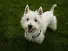 Image result for West Highland White Terrier. Size: 137 x 103. Source: www.spockthedog.com