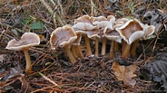 Image result for Botercollybia. Size: 184 x 103. Source: www.loegiesen.nl
