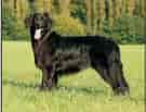 Image result for Hovawart. Size: 135 x 103. Source: dogs.jelenadogshows.com