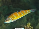 Image result for "thalassoma Pavo". Size: 138 x 103. Source: www.reeflex.net
