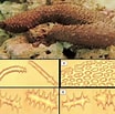 Image result for Holothuria insignis. Size: 104 x 103. Source: www.researchgate.net