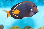 Afbeeldingsresultaten voor Tang Fish Species. Grootte: 155 x 103. Bron: www.thesprucepets.com