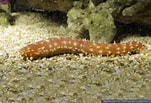 Image result for Holothuria hilla Stam. Size: 151 x 103. Source: www.hippocampus-bildarchiv.com
