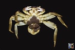 Image result for "grapsus Albolineatus". Size: 154 x 103. Source: ffish.asia