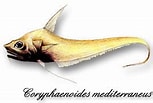 Image result for Coryphaenoides mediterraneus Stam. Size: 153 x 103. Source: www.colapisci.it