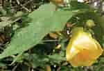 Résultat d’image pour Lantern Flower Abutilon. Taille: 150 x 103. Source: www.britannica.com