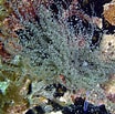 Image result for "bartholomea Lucida". Size: 104 x 103. Source: reefs.com