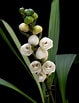 Image result for "aglantha Elata". Size: 79 x 103. Source: www.orchidweb.com
