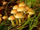 Image result for Fungi Examples. Size: 137 x 103. Source: myriverside.sd43.bc.ca