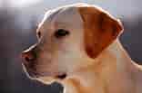 Image result for Labrador Retriever Dyrepleie. Size: 156 x 103. Source: kamcord.com