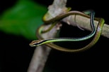 Image result for Dendrelaphis cyanochloris. Size: 154 x 103. Source: www.thainationalparks.com