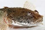 Image result for "benthophilus Stellatus". Size: 157 x 103. Source: gurkov2n.jimdofree.com