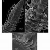 Image result for "aricidea Catherinae". Size: 104 x 103. Source: www.researchgate.net