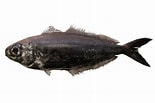 Image result for "psenes Pellucidus". Size: 155 x 103. Source: fishesofaustralia.net.au