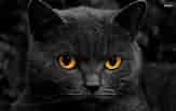 Black Animals ਲਈ ਪ੍ਰਤੀਬਿੰਬ ਨਤੀਜਾ. ਆਕਾਰ: 163 x 103. ਸਰੋਤ: hdblackwallpaper.com