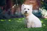 Image result for West Highland White Terrier. Size: 155 x 103. Source: www.thesprucepets.com