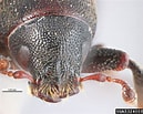 Image result for "spio Filicornis". Size: 129 x 103. Source: www.forestryimages.org
