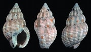 Afbeeldingsresultaten voor "nassarius Incrassatus". Grootte: 180 x 103. Bron: www.researchgate.net