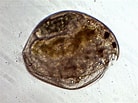 Image result for Pseudochydorus globosus. Size: 138 x 103. Source: www.biodiversidadvirtual.org