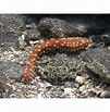 Image result for Holothuria hilla Stam. Size: 101 x 103. Source: fatyzoo.es