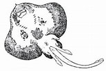 Image result for Neoraja caerulea Geslacht. Size: 154 x 103. Source: biologiapeces.com