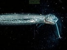 Image result for Stomiiformes. Size: 138 x 103. Source: alchetron.com