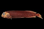 Image result for "xenodermichthys Copei". Size: 155 x 103. Source: fishesofaustralia.net.au