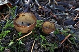 Afbeeldingsresultaten voor "radiella Hemisphaerica". Grootte: 155 x 103. Bron: ultimate-mushroom.com