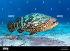 Image result for "epinephelus Itajara". Size: 139 x 103. Source: www.alamy.com