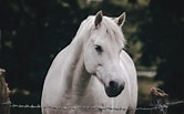 Résultat d’image pour Cheval blanc Gris. Taille: 166 x 103. Source: unsplash.com
