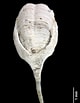 "teredora Malleolus" 的圖片結果. 大小：80 x 103。資料來源：naturalhistory.museumwales.ac.uk